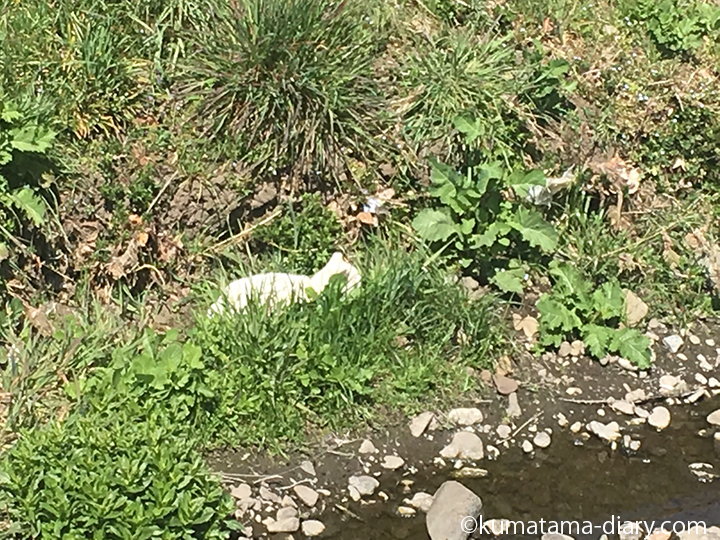 白猫さん発見