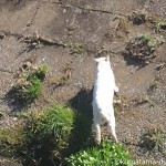 人が滑り落ちる勾配の坂を駆け上がる入間市の白猫さん