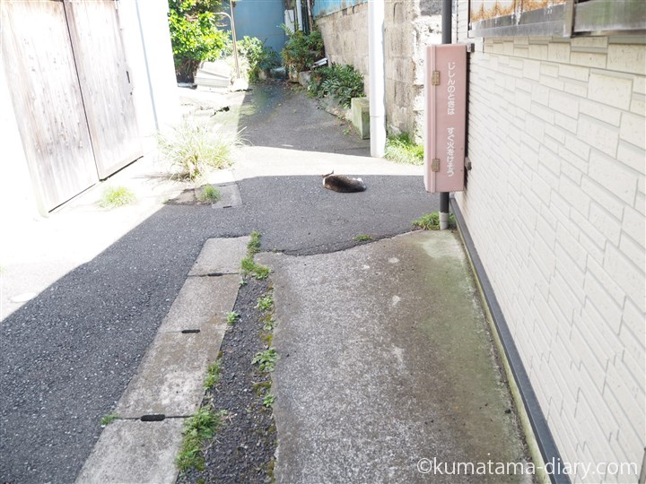 道で眠るキジトラ白猫さん