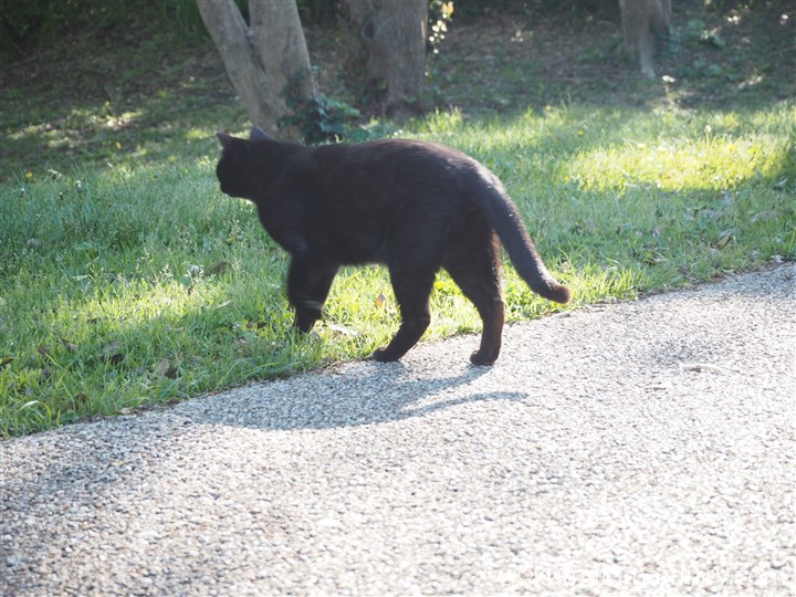 歩く黒猫さん