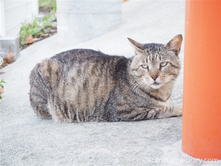 城ヶ島のキジトラ猫さん