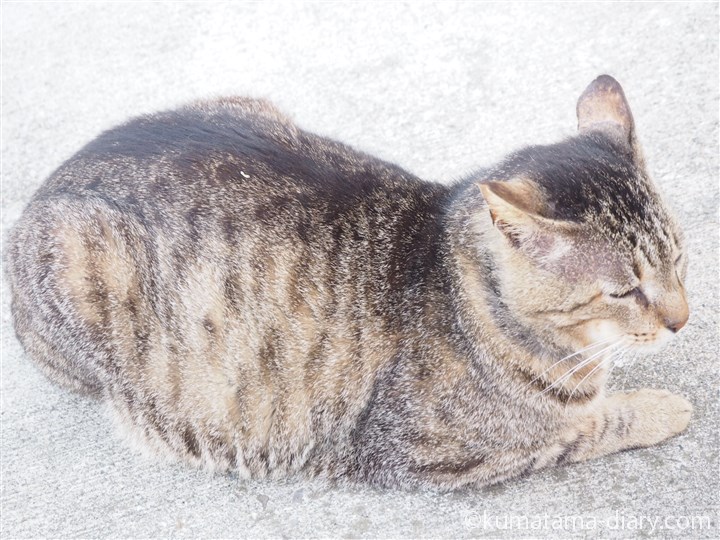 城ヶ島のキジトラ猫さん