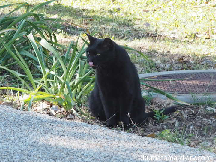 舌出し黒猫さん