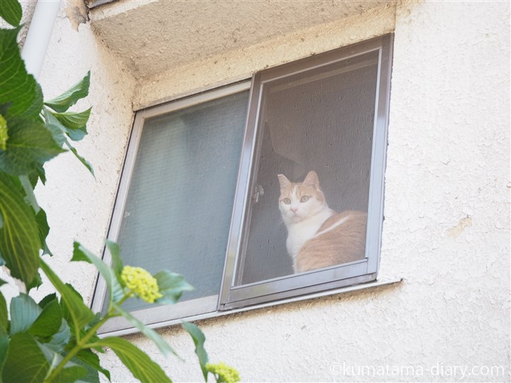 中野坂上の猫さん