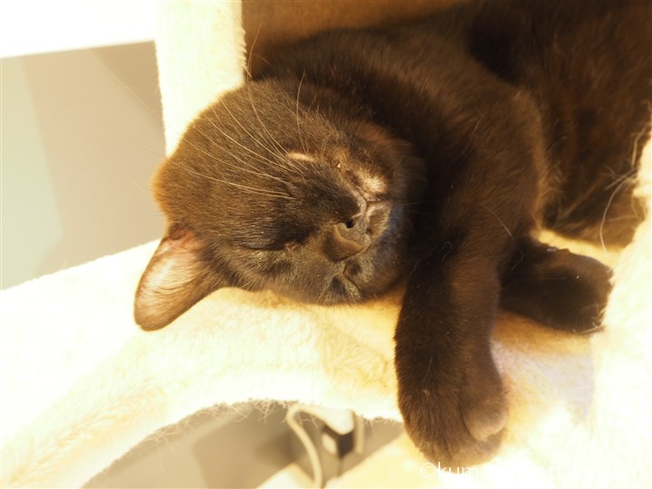 キャットタワーの黒猫さん寝顔