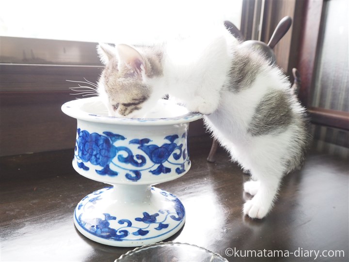 水を飲むキジトラ白猫さん