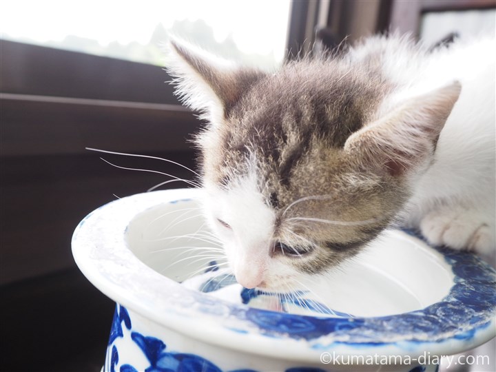 水を飲むキジトラ白猫さん