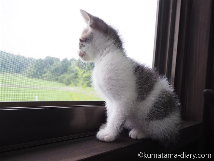 窓の外を見るキジトラ白猫さん