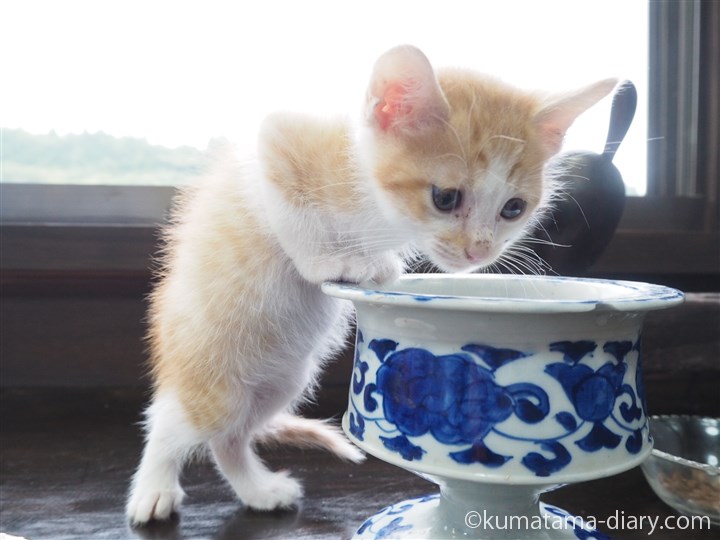 水を飲む茶トラ白猫さん