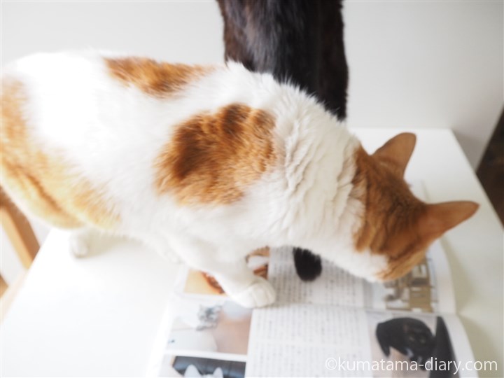 月刊猫とも新聞に乗るくまたま