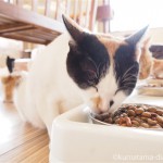保護猫カフェ「funnyCat（ファニーキャット）」のエサを食べる猫さんたち