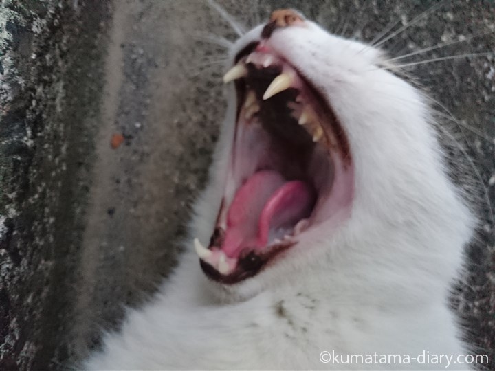 キジトラ白猫さんのあくび