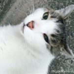 久しぶりに会った近所のキジトラ白猫さんは、なぜかつれませんでした