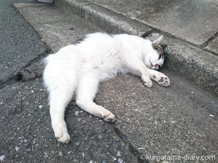 側溝に寝転がるキジトラ白猫さん