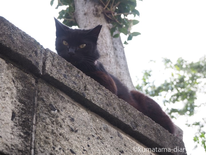 塀の上の黒猫さん