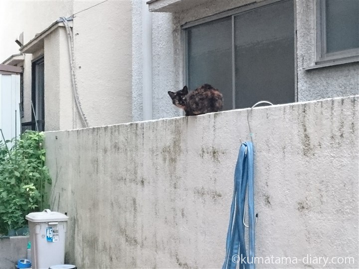 塀の上のサビ猫さん