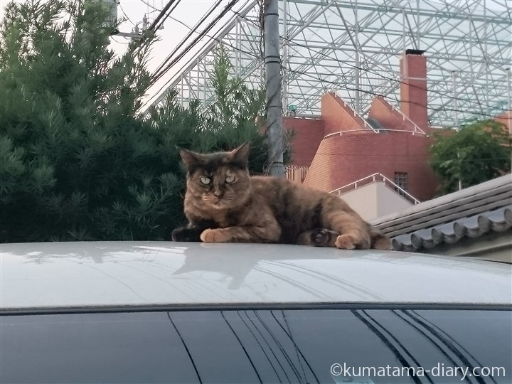 車の上のサビ猫さん
