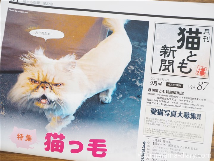 猫とも新聞猫っ毛