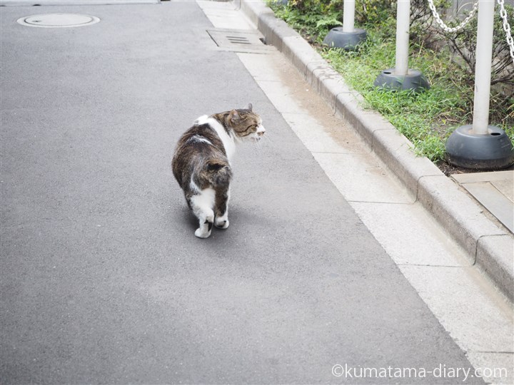 歩くキジトラ白猫さん