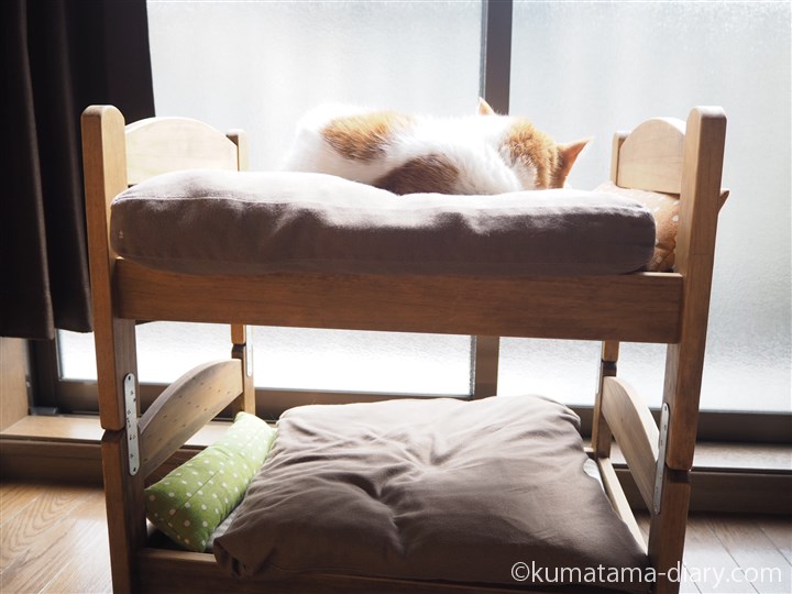 IKEA猫ベッドで寝るたまき後ろ姿