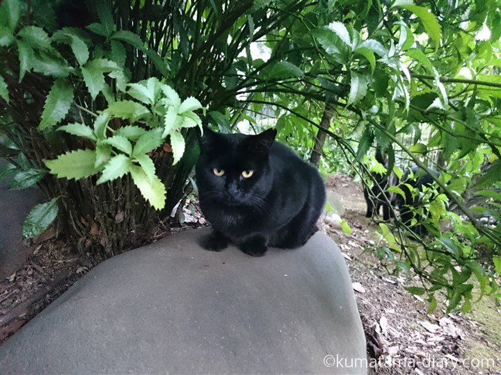 石の上の黒猫さん