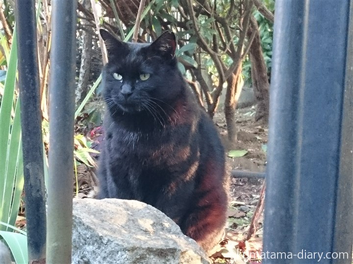 白山神社黒猫さん
