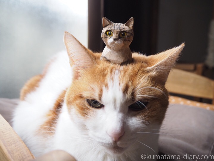 頭に木彫り猫を乗せたたまき