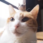 頭に木彫り猫を乗せた猫