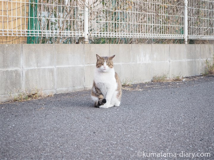 駐車場のキジトラ白猫さん