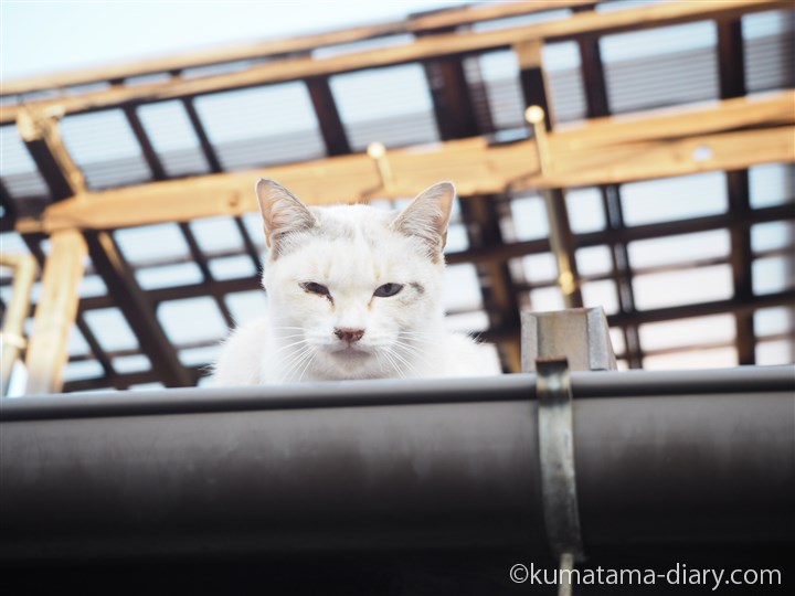 屋根の上の猫さん