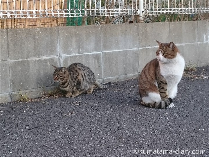 ヒョウ柄の猫さんとキジトラ白猫さん