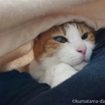 毛布が大好きな猫