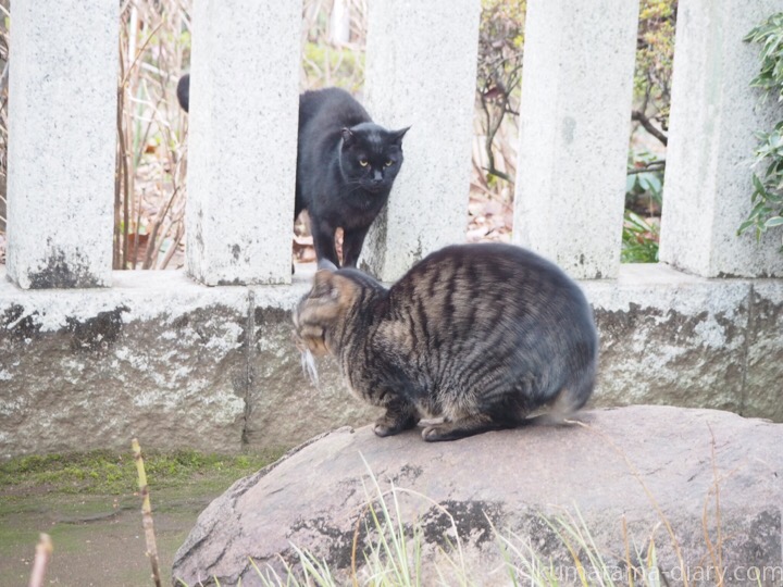 キジトラ猫さんと黒猫さん