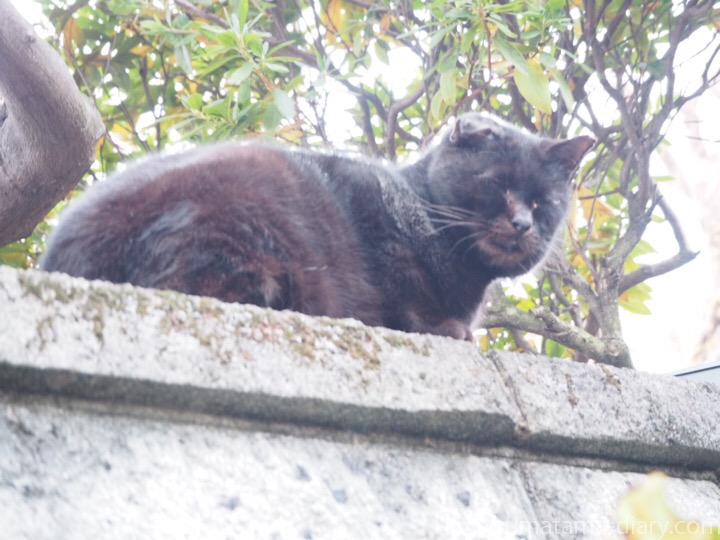 塀の上の黒猫さん