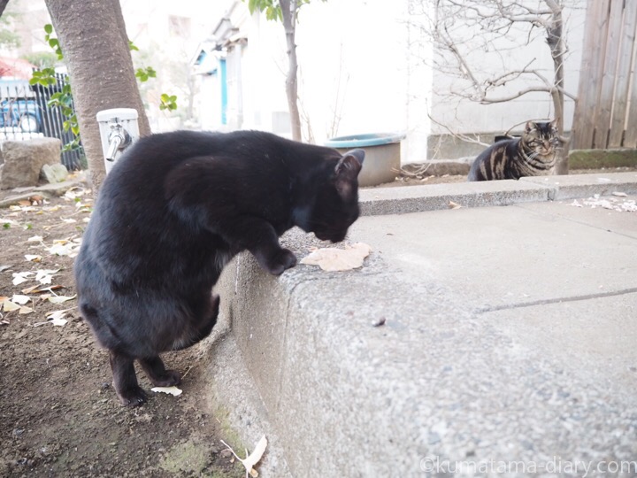 エサを食べる黒猫さん