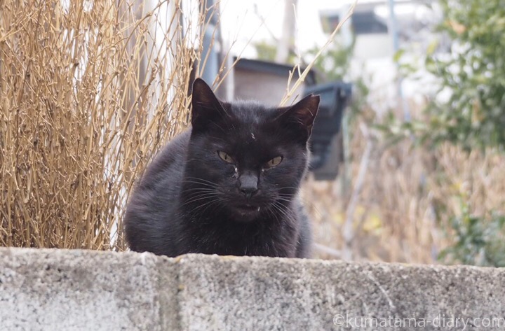 白山神社の黒猫さん