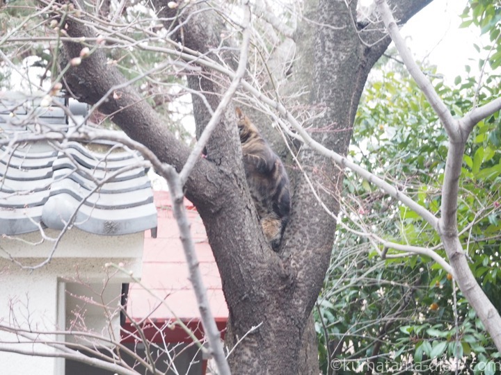 木に登るキジトラ猫さん