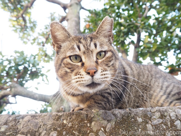 OLYMPUS DIGITAL CAMERA塀の上のキジトラ猫さん顔