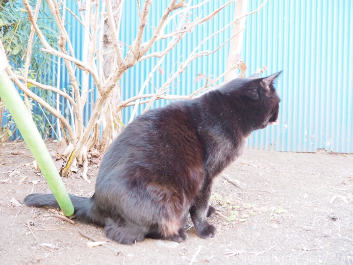 白山神社の黒猫さん