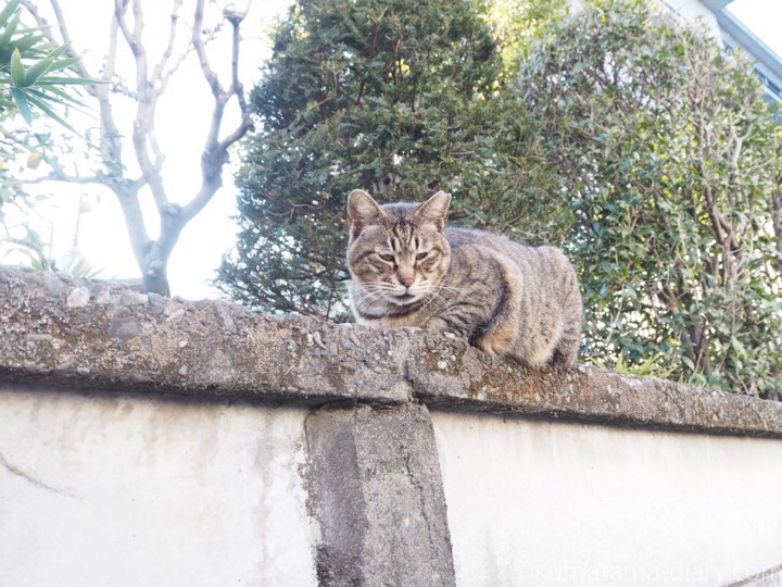 塀の上のキジトラ猫さん