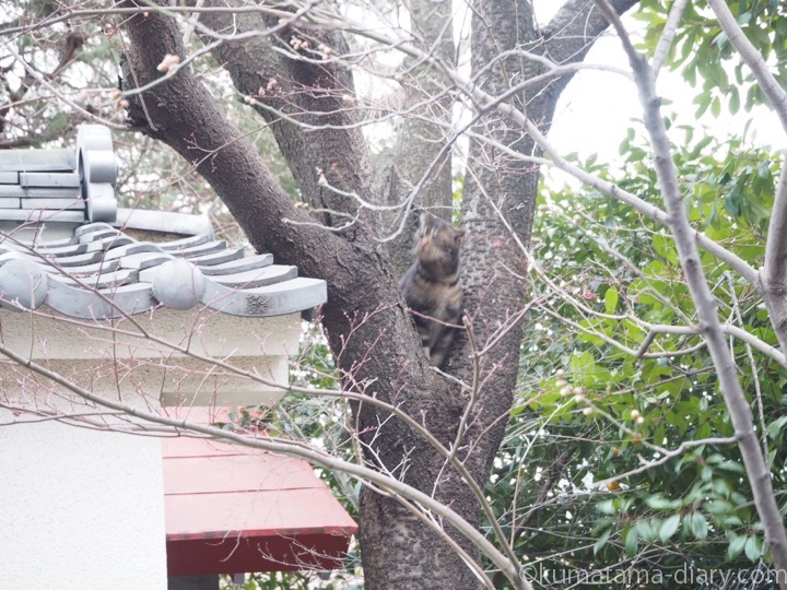 木に登るキジトラ猫さん