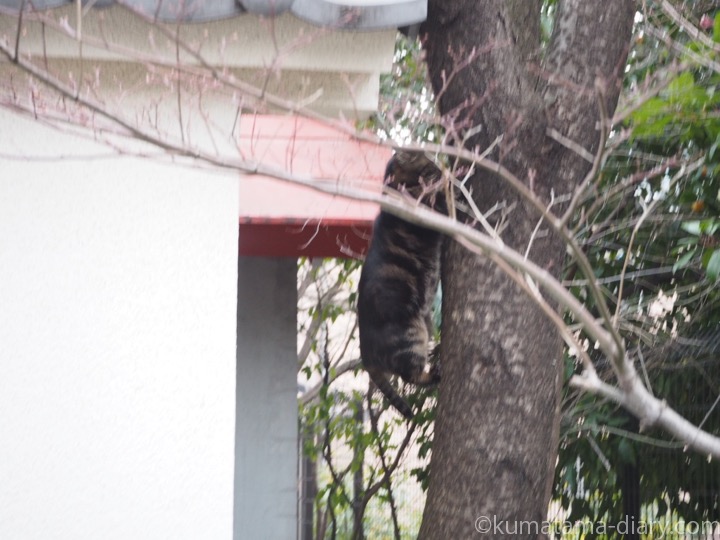 木から降りるキジトラ猫さん