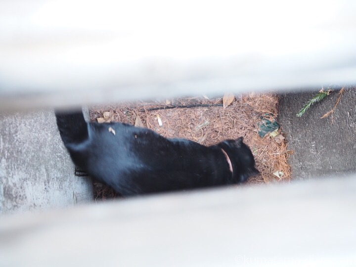 横断側溝の中の黒猫さん