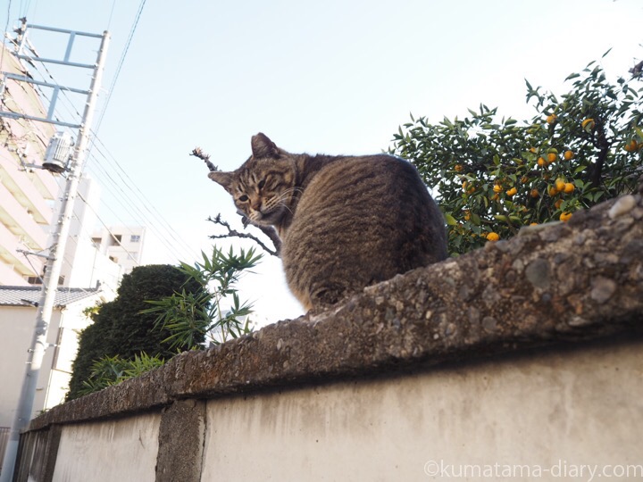 塀の上のキジトラ猫さん