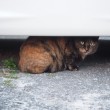車の下のサビ猫さん