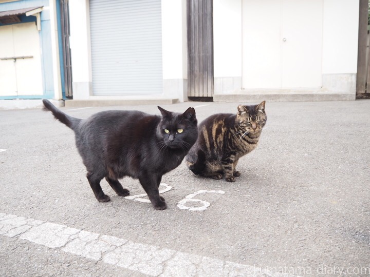 黒猫さんとキジトラ猫さん