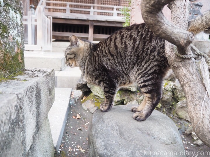 石の上に乗るキジトラ猫さん