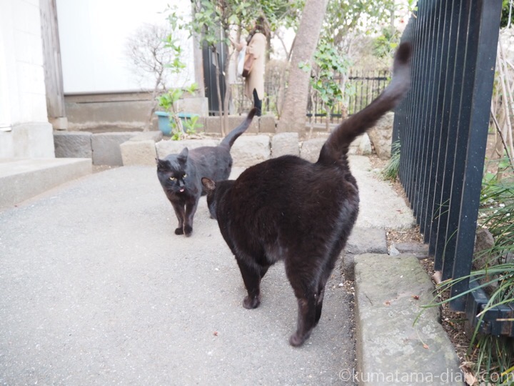 黒猫さん2匹