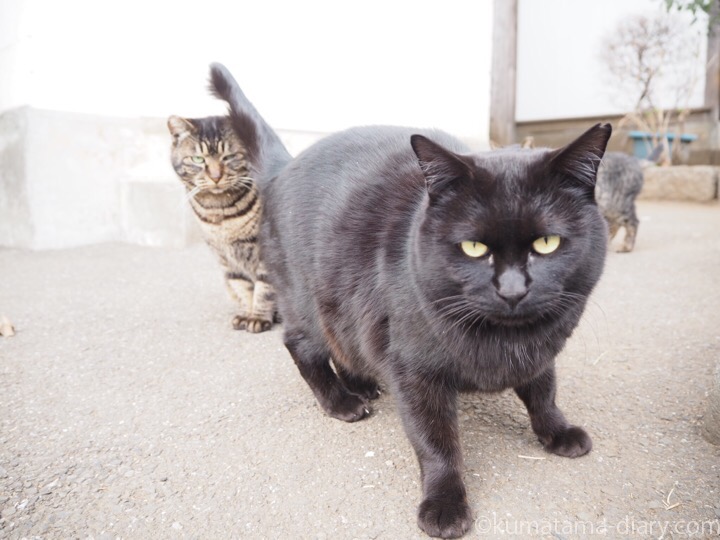 黒猫さんとキジトラ猫さんたち