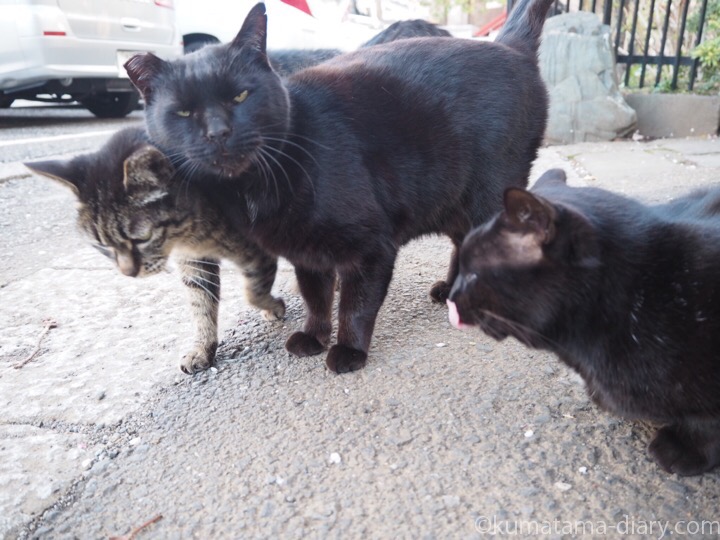 キジトラ猫さんと黒猫さん